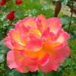 La Roseraie de l'Haÿ-les-Roses